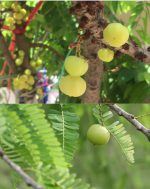 Amla Powder – Premium Grade & Organic - Image 3