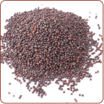 Mustard Seeds Image-3